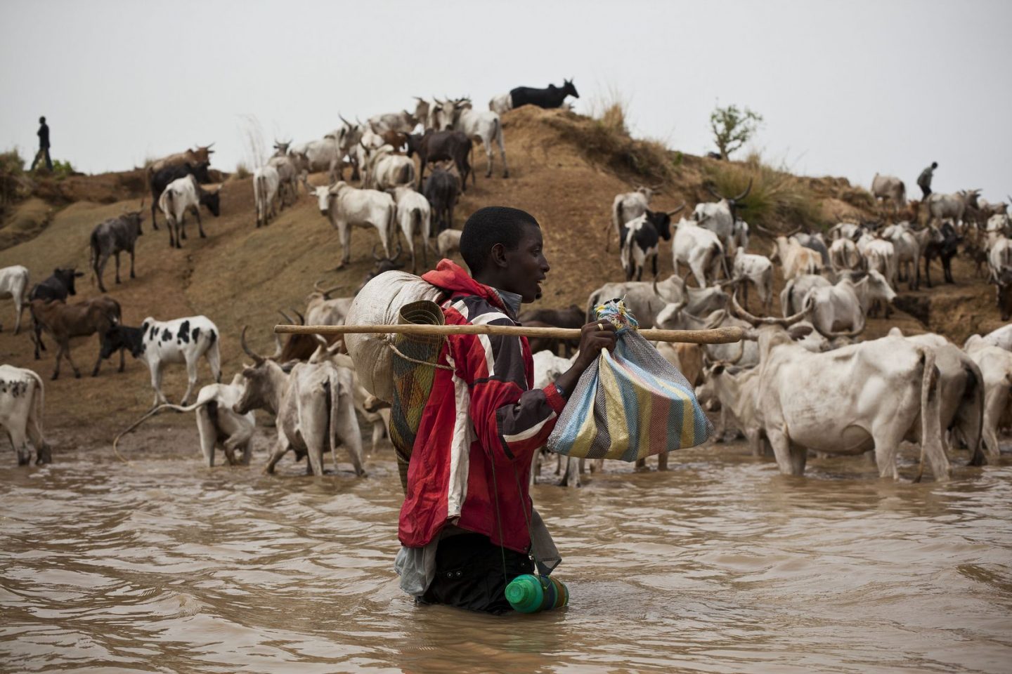 Résultat de recherche d'images pour "paysan avec troupeau d'animaux au tchad"
