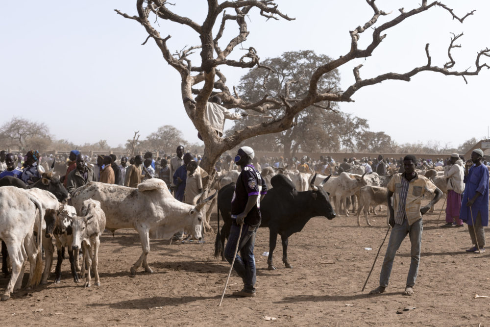 Marché au bétail de Fada N'Gourma, Burkinba Faso. Transhumance pastorale, Burkina- Faso-Togo