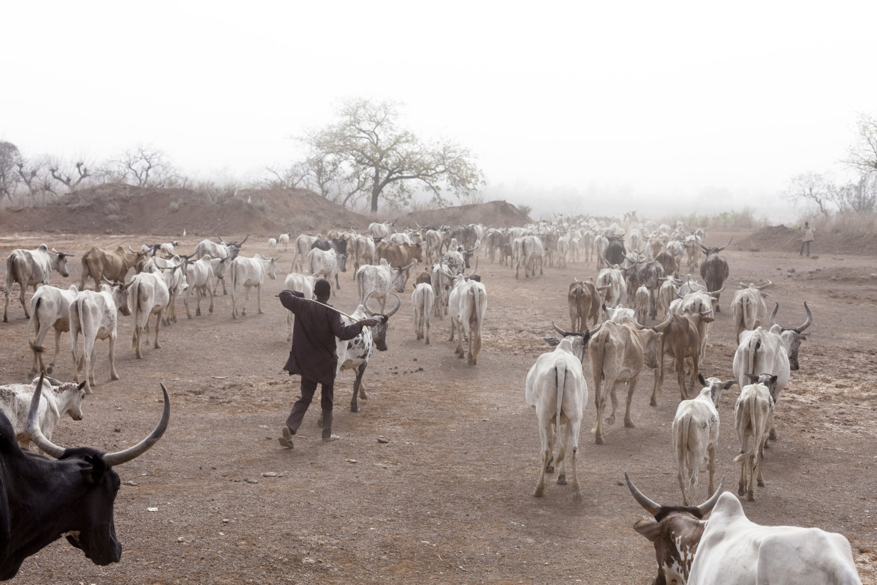 Transhumance pastorale Burkina- Faso-Togo