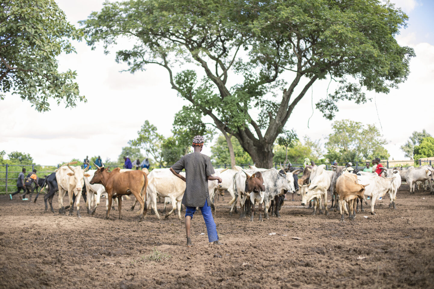 La situation de l’élevage mobile dans le nord des pays Côtiers : le cas spécifique du Bénin