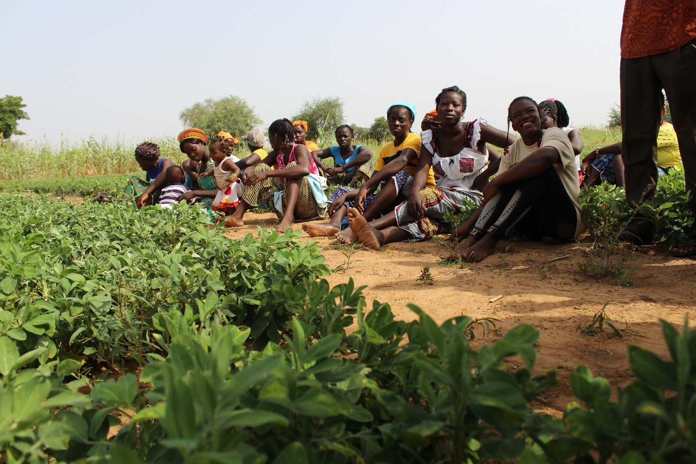 Bénéficiaires du projet PROFIL dans leur champs au Burkina Faso