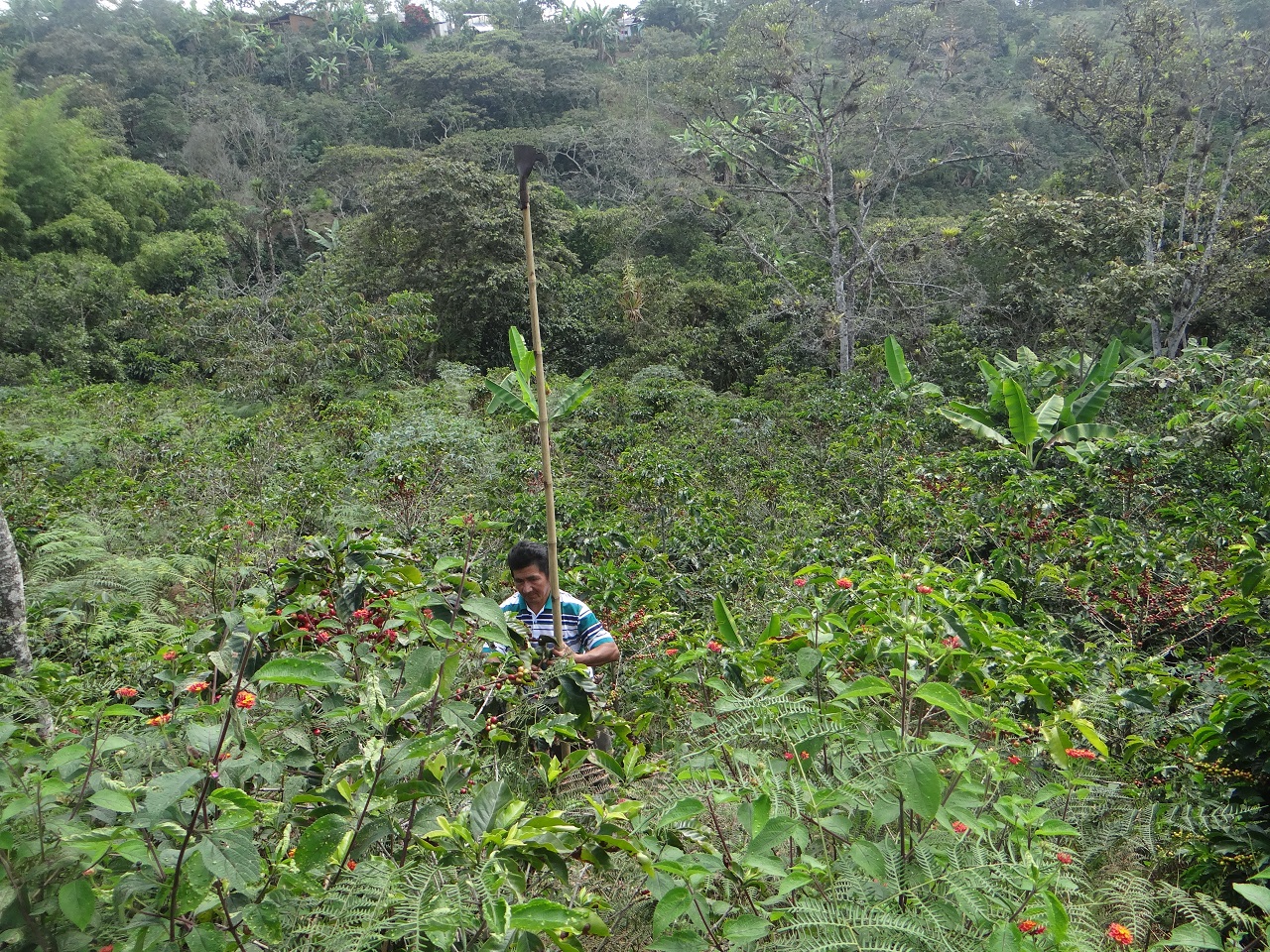 Récolte café Colombie
